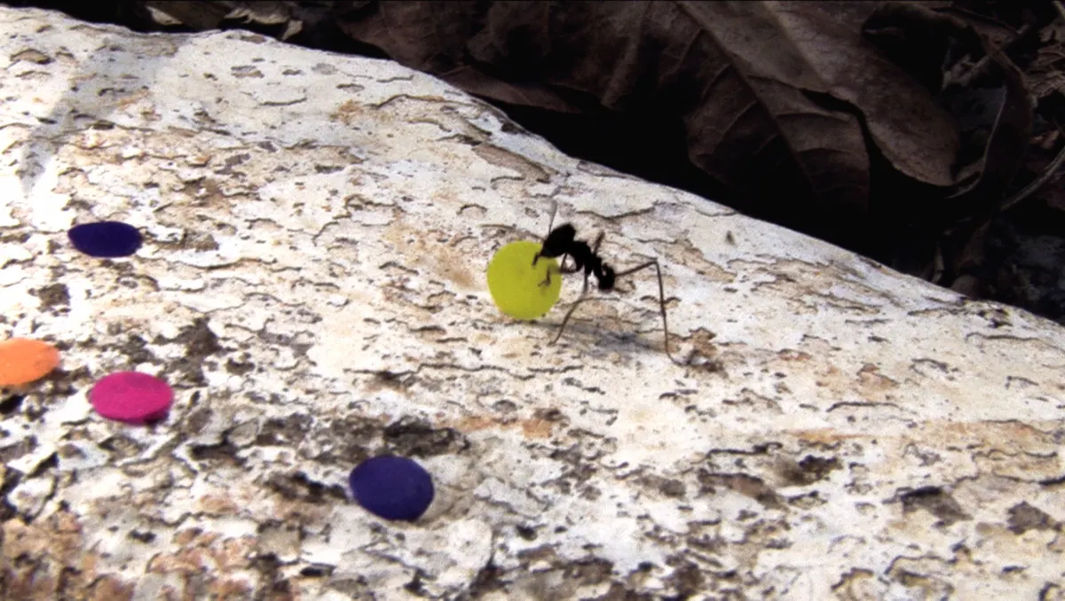 Image: Screening of Rivane Neuenschwander's 'Quarta-Feira de Cinzas'