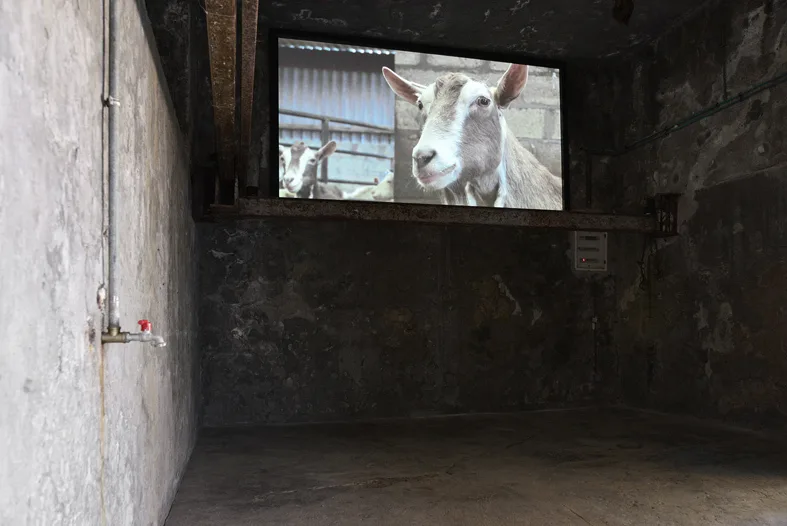 Image: ‘David Shrigley: Laughterhouse’