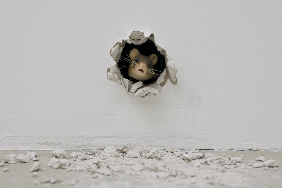 I’M JUST RESTING MY EYES Ryan Gander