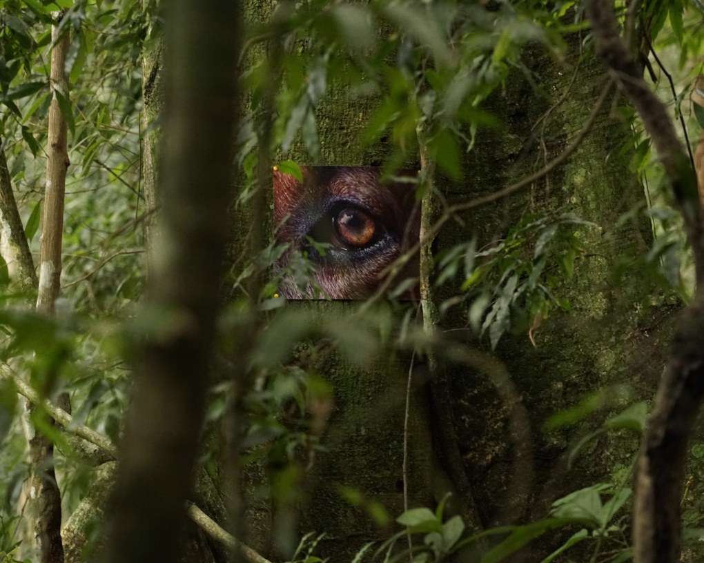 Magical Realism: Imagining Natural Dis/order With Daniel Steegmann Mangrané and Ann Veronica Janssens