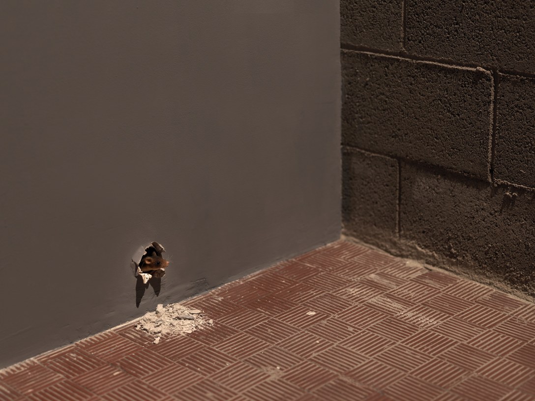 Apologia della storia - The Historian's Craft with Ryan Gander