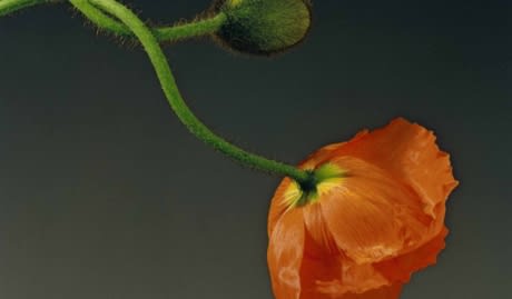 Robert Mapplethorpe Foundation A Perfectionist