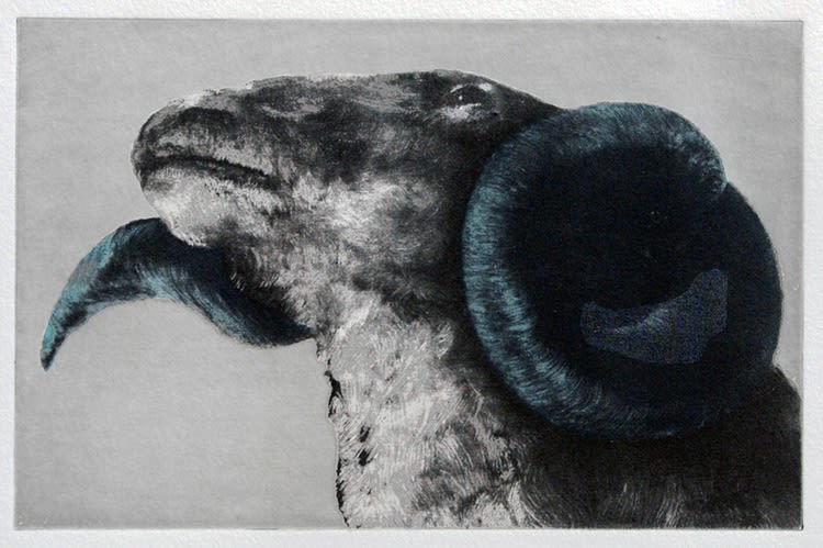 Kate Javens "Father Ram" I’d never made prints, or worked collaboratively on an art project before, so I wanted to be sure I came with an image that I was really excited about conceptually. I also wanted to work on one that would benefit from the other artists’ input, all of whose sensibilities I deeply respected. I made the Father Ram series to honor my father, but more broadly, to acknowledge the strength of youth and the boundries of that power. I love Frank O’Hara’s, The Hunter, for its rich examination of this concept. I drew the ram from below, looking straight up at its throat, and I was satisfied with its form. It needed to be defiant in its posture, almost heroic. Its vulnerability was going to be seen in its color. I went back and forth with this - Kim (who kept me from going overboard), Joanne and the other artists were a great help. Tim isolated the horn and ensured its sound color placement. I’m thrilled with the edition. Marcia was very perceptive in the selection of this group; we had the perfect mixture of inspiration, commitment, collaboration, and sweat. PULL rocked