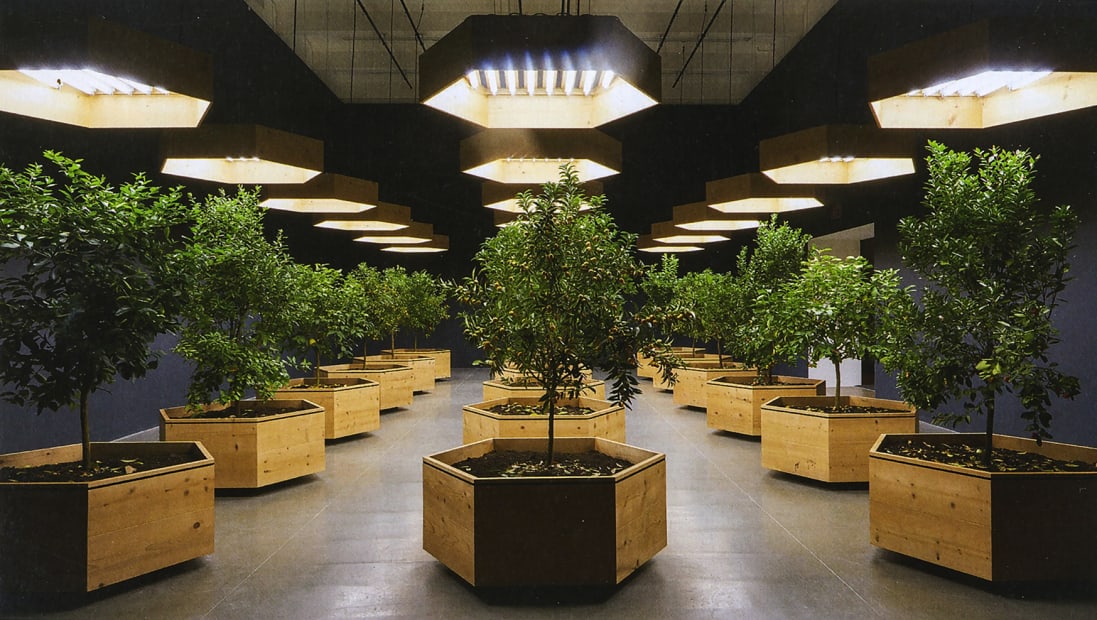Survival Piece V: Portable Orchard, 1972 Functioning orchard installed in gallery space, consisting of 18 hexagonal redwood planters and corresponding redwood grow light boxes, and 18 orange, tangerine, avocado lemon, lime and kumquat trees. Installation view from The Walker Art Center, Minneapolis, MN, 2016