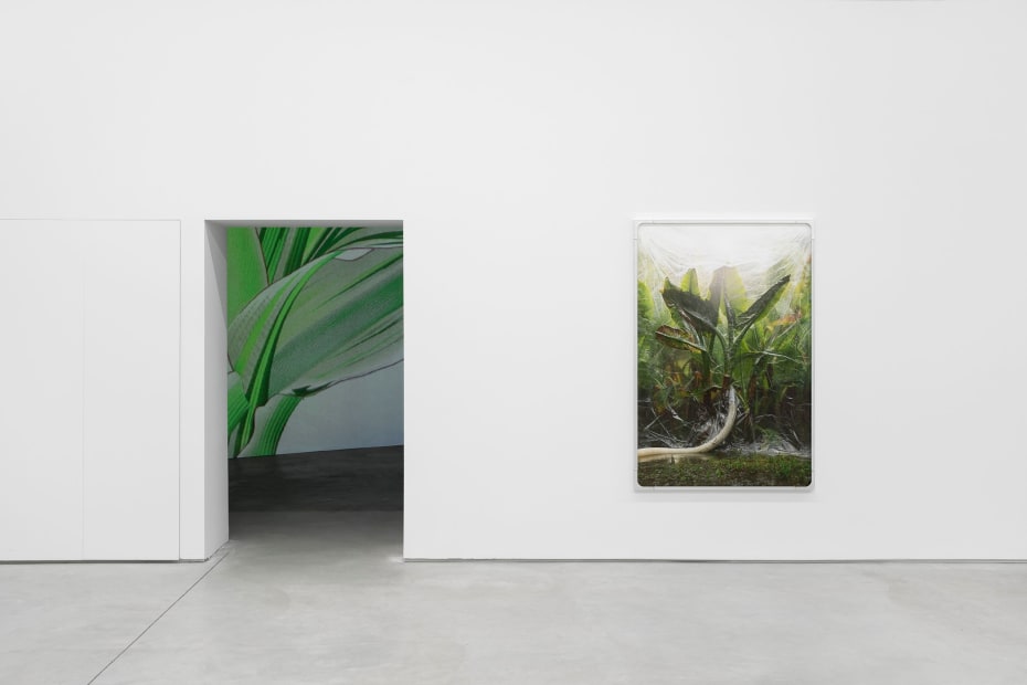 8 Exhibition View A Botanical Conversation Harlan Levey Projects Brussels 2024 Photo Credit Adriaan Hauwaert