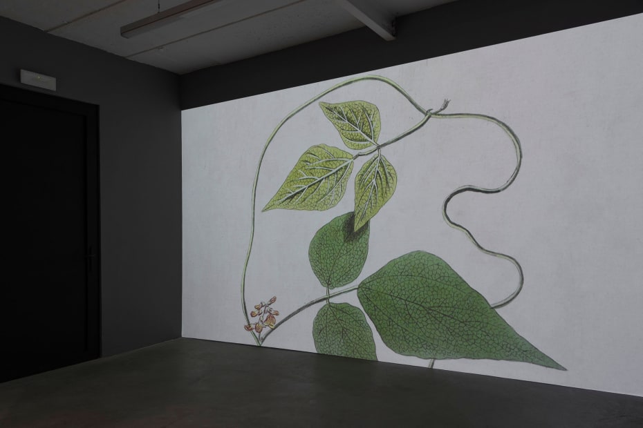 9 Exhibition View A Botanical Conversation Harlan Levey Projects Brussels 2024 Photo Credit Adriaan Hauwaert