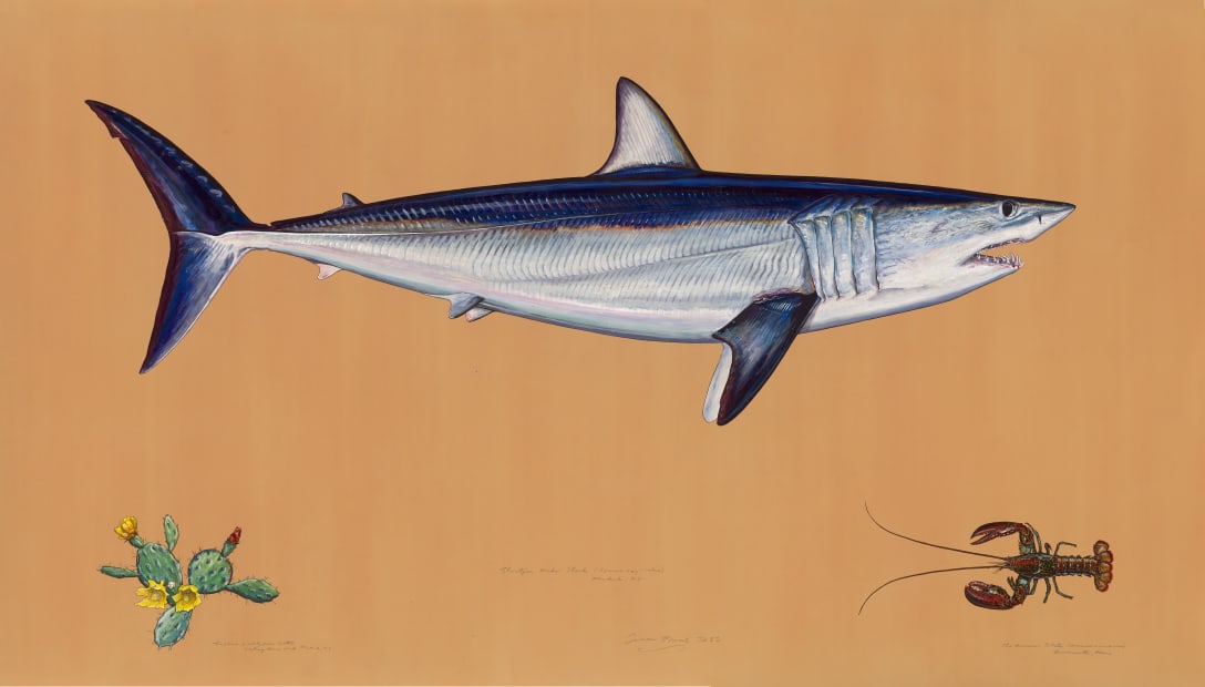 Shortfin Mako Shark 2012 Watercolor, gouache, colored pencil, graphite, and powdered mica on tea-stained paper 54 x 97 inches