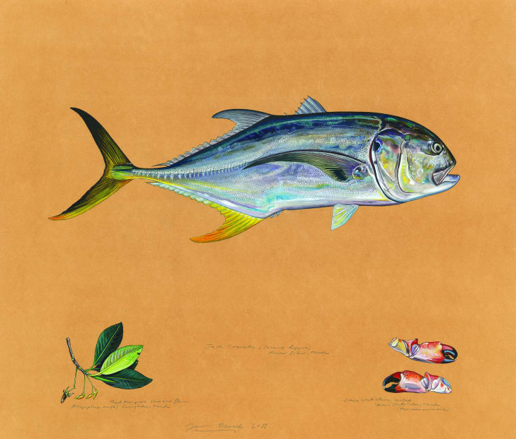 Jack Crevalle 2011 Watercolor, gouache, colored pencil, graphite, and powdered mica on tea-stained paper 31 1/4 x 36 3/4 inches