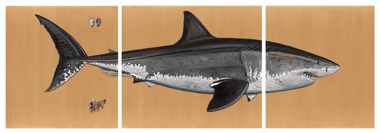 Atlantic Great White Shark 2015 Watercolor, gouache, colored pencil, graphite, and powdered mica on tea-stained paper 60 x 180 inches