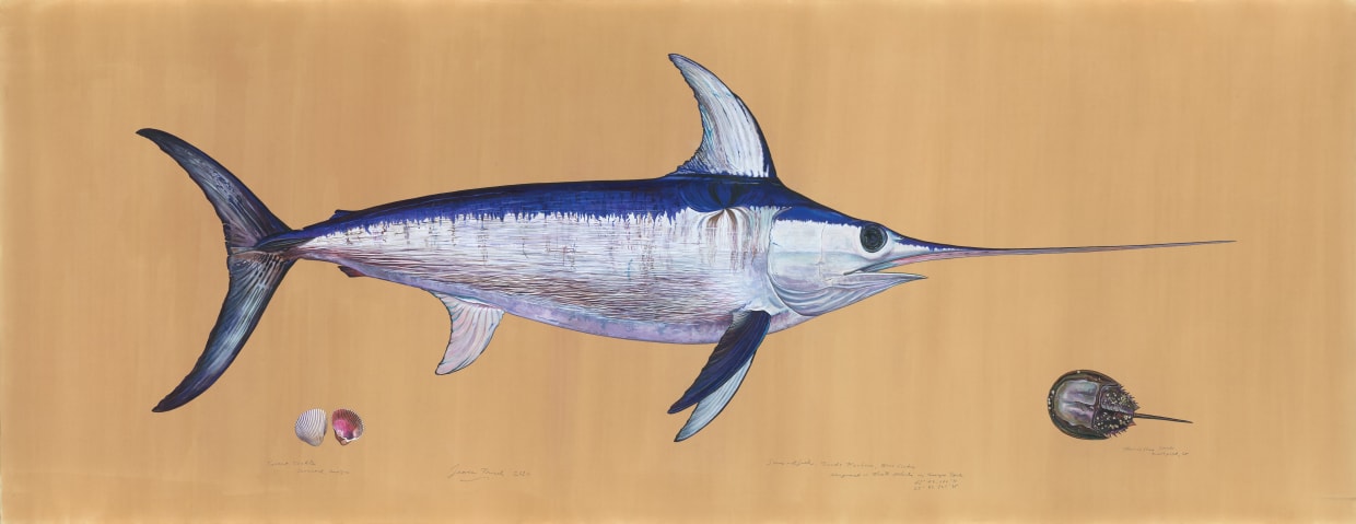 Swordfish 2010 Watercolor, gouache, colored pencil, and powdered mica on tea-stained paper 64 x 151 inches