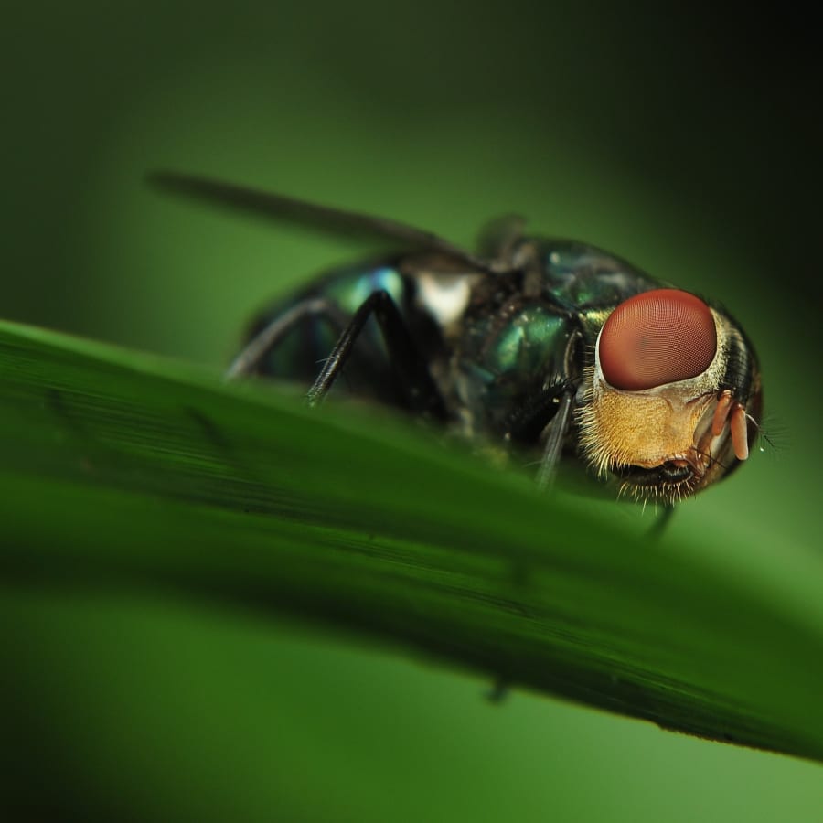 Mohd. Farid / Flickr Creative Commons