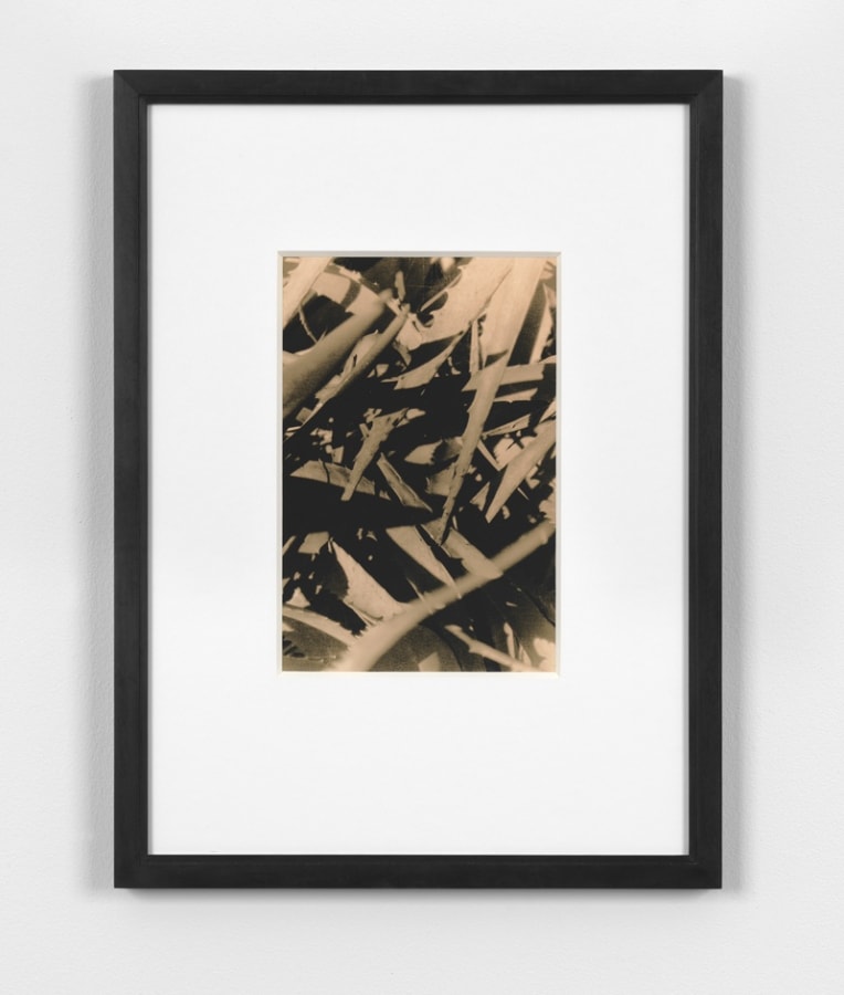Artwork: João Penalva, Michio Harada, Koichikawa Botanical Gardens no.1, 1971, 2015