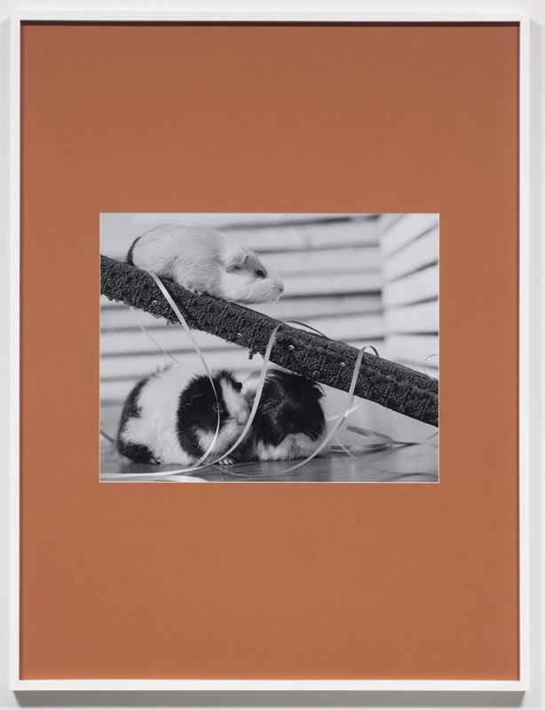 Artwork: Josephine Pryde, Scale VII, 2012