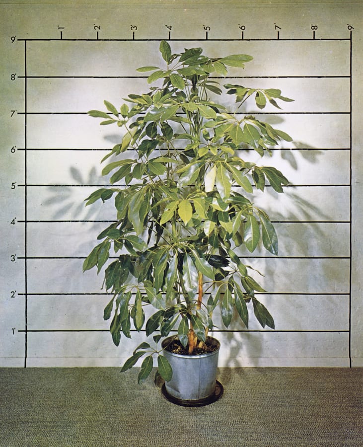Artwork: Mel Bochner, Measurement: Plant, 1969