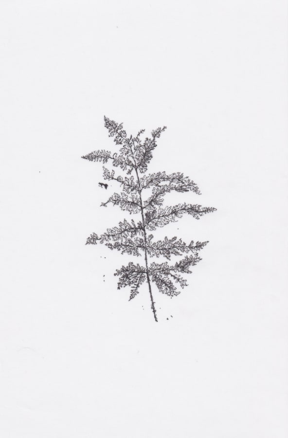 Miriam de Búrca, 8. 54°07'51.3''N 7°18'28.2''W (Drummully Polyp), 2019