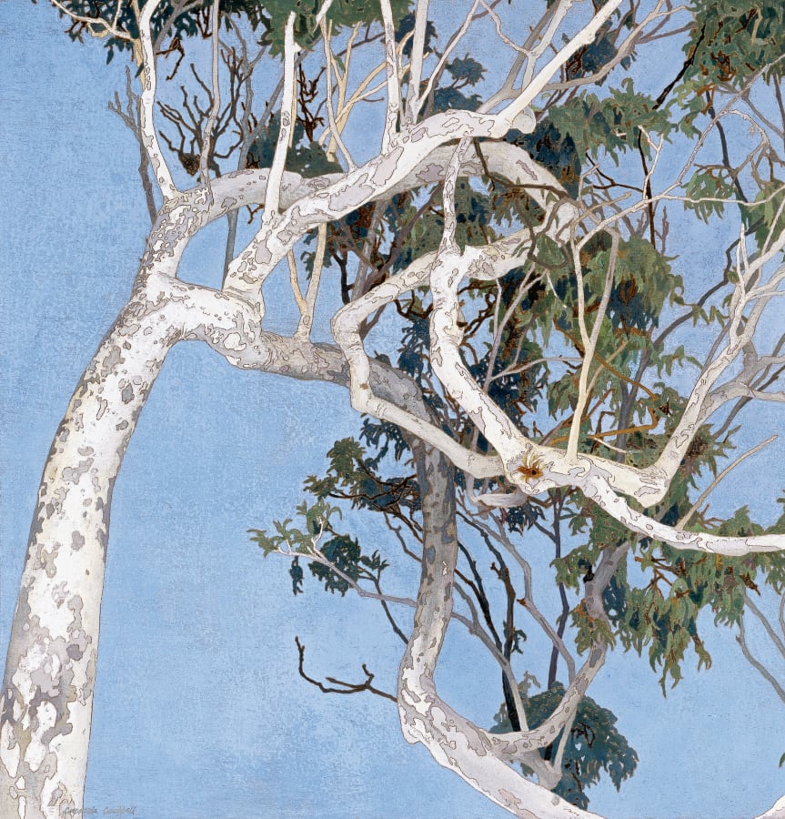 Artwork: Cressida Campbell, White Angophora, 2001