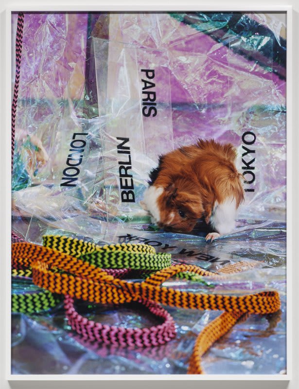 Artwork: Josephine Pryde, Scale XVI, 2012