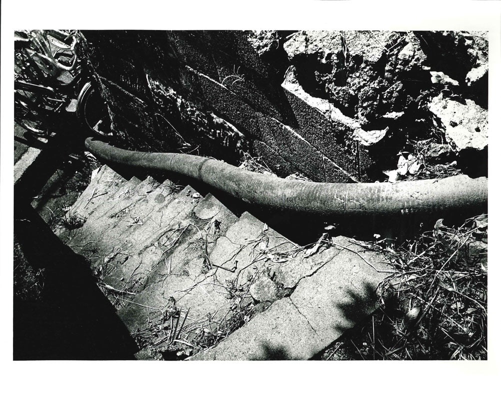 Artwork: Daido Moriyama, HIKARI TO KAGE (Light and Shadow), 1982