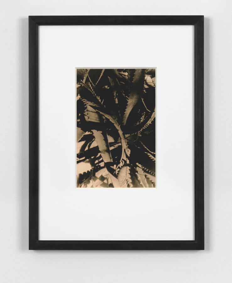 Artwork: João Penalva, Michio Harada, Koichikawa Botanical Gardens no.2, 1971, 2015