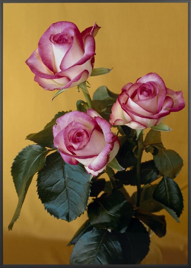 Artwork: Hans-Peter Feldmann, Untitled