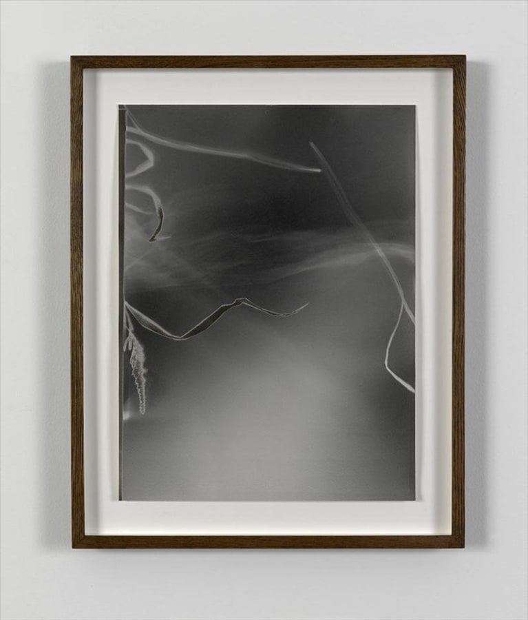 Artwork: João Penalva, Small Weeds from Hiroshima (IV), 1997