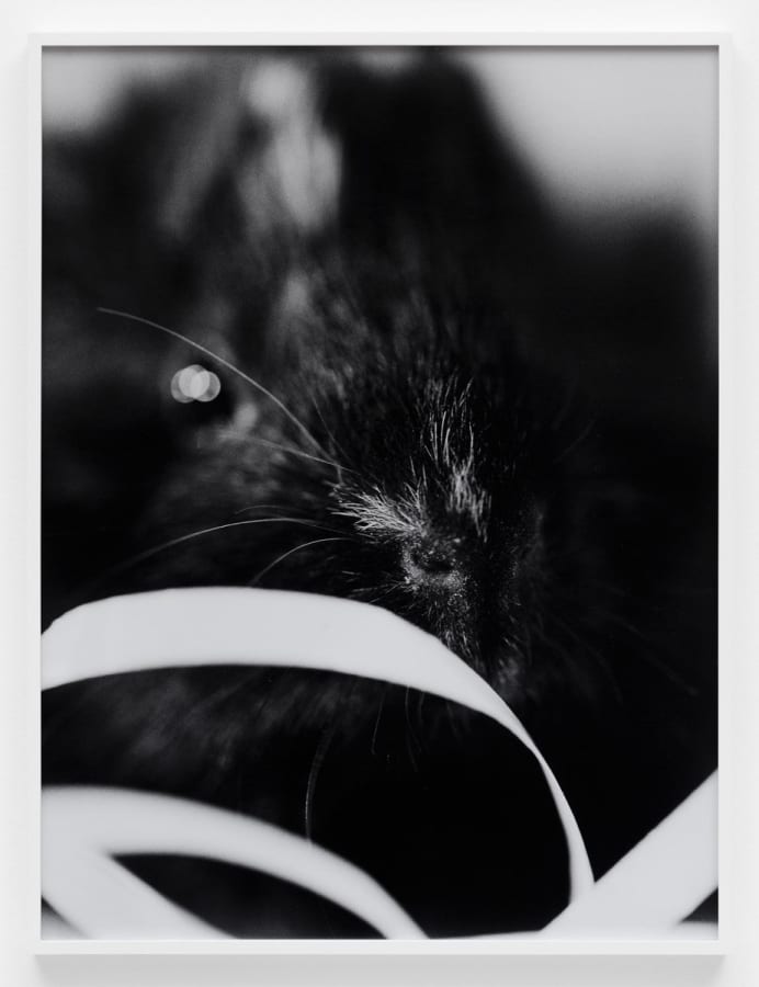 Artwork: Josephine Pryde, Scale XXIX, 2012