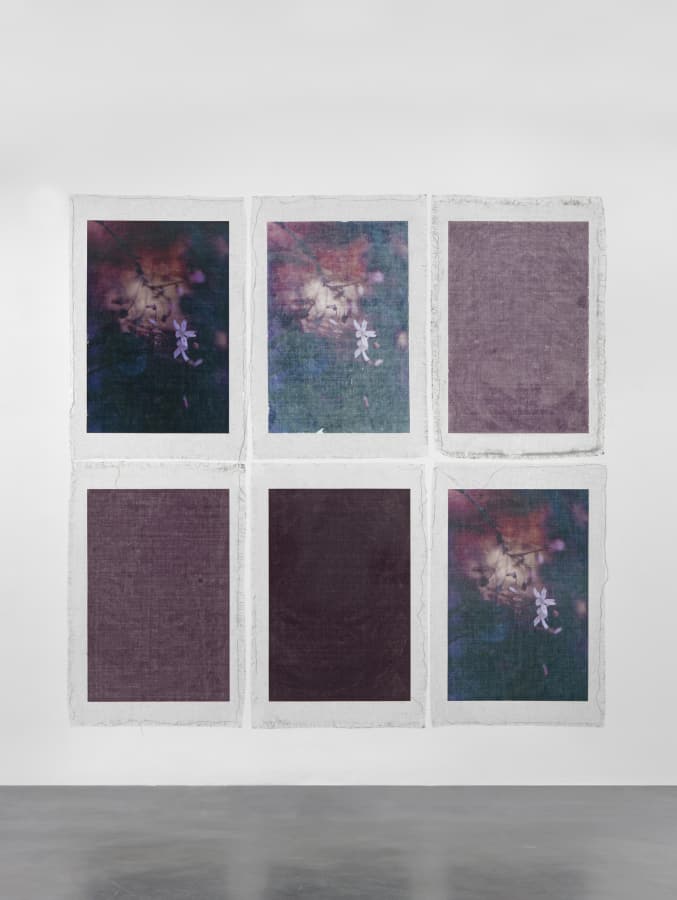 Artwork: Valerie Snobeck, Bruised Flowers, 2014