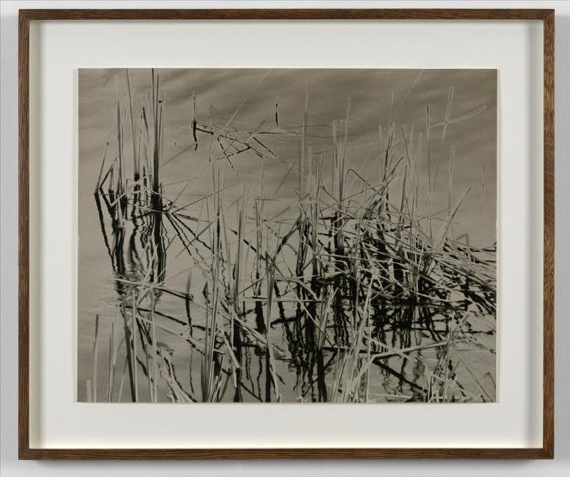 Artwork: João Penalva, Reeds (I), 2003