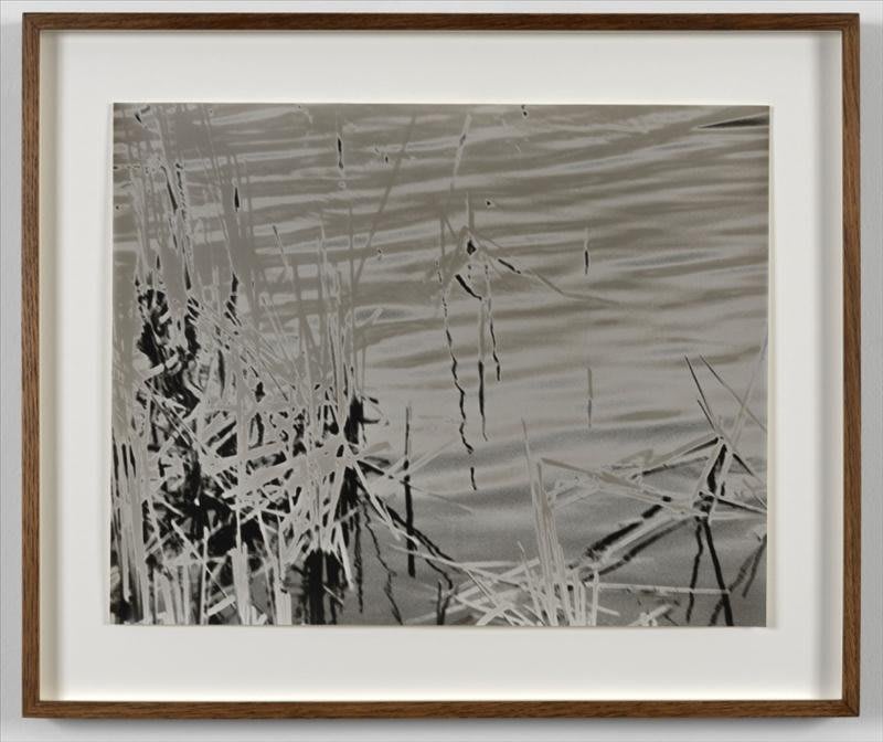 Artwork: João Penalva, Reeds (II), 2003