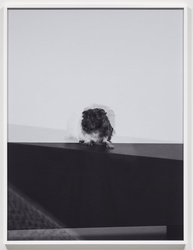 Artwork: Josephine Pryde, Scale XVII, 2012