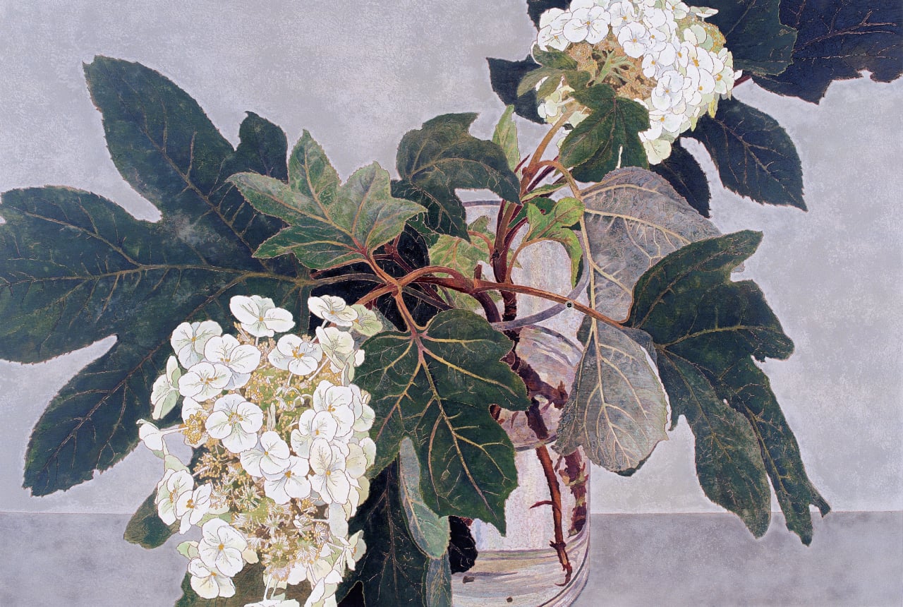 Artwork: Cressida Campbell, Japanese Hydrangias, 2005