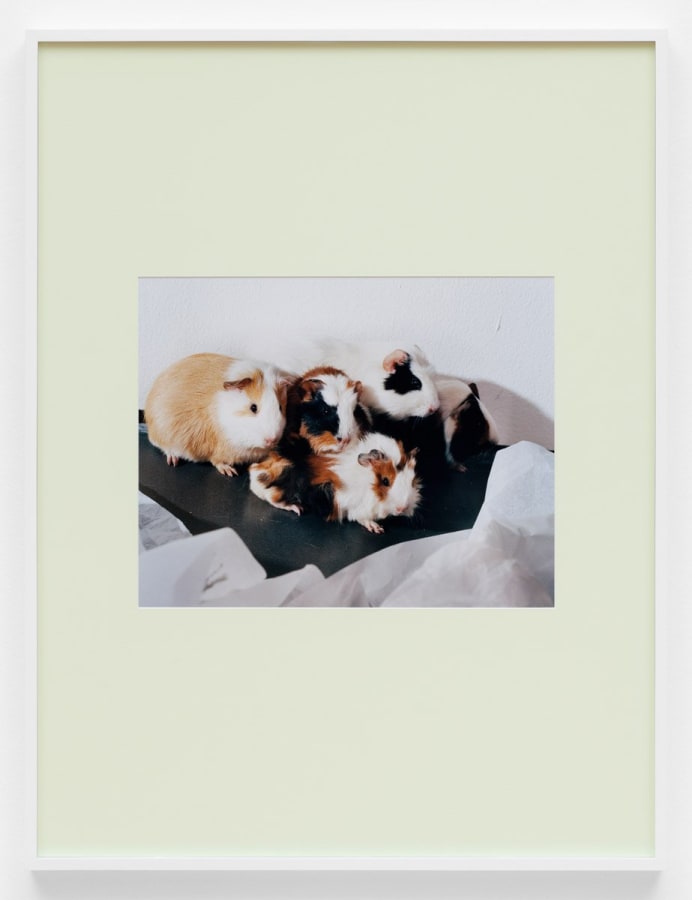 Artwork: Josephine Pryde, Scale XXXVI, 2012
