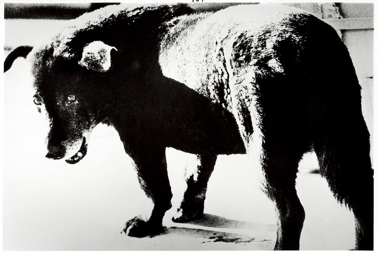 Artwork: Daido Moriyama, Misawa, 1971/2014