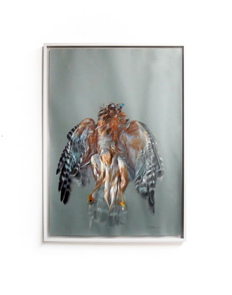 David NICHOLSON, Oiled hawk, 2014