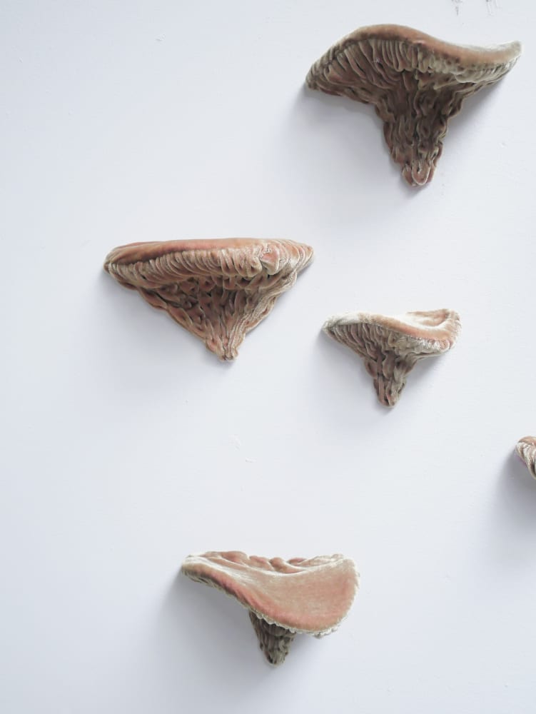 Elodie ANTOINE, champignons (mushrooms), 2023
