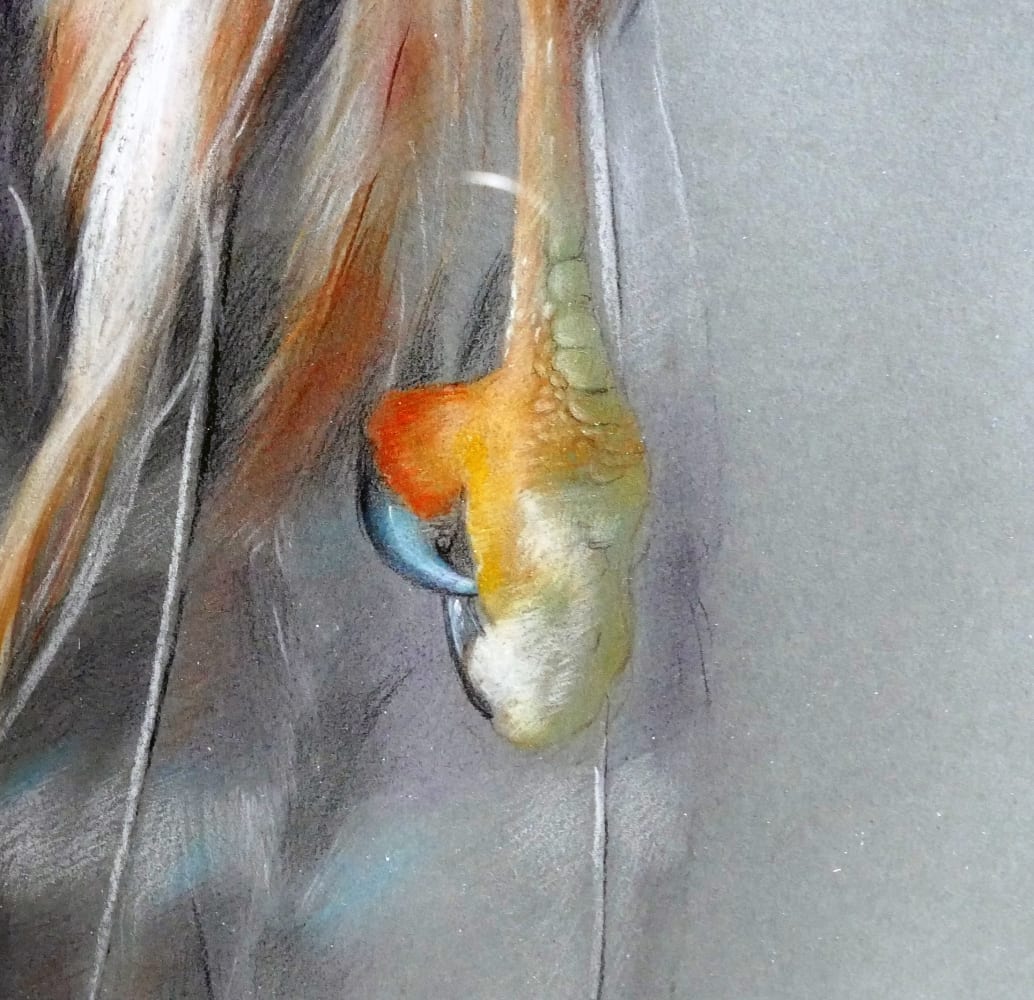 David NICHOLSON, Oiled hawk, 2014