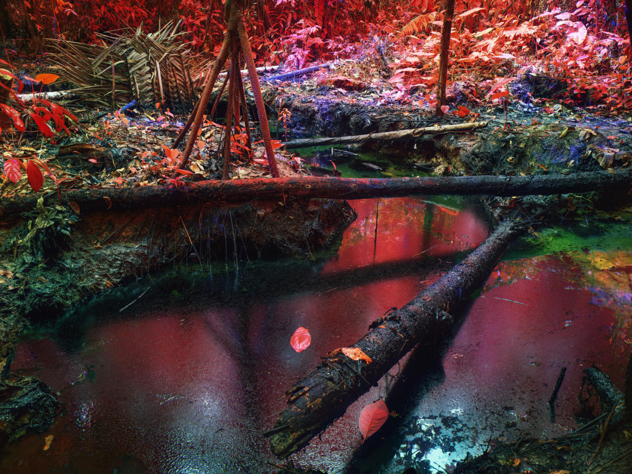 Richard Mosse, Oil Spill on Kichwa Territory I, Block 192, Rio Tigre, Loreto, 2023
