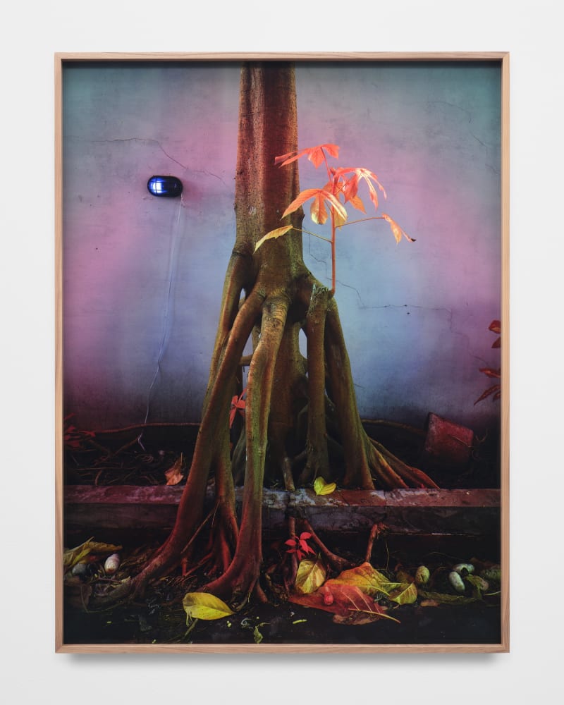 Richard Mosse, Tree in the Home of Elaine Arruda, Artist, Belem, Pará, 2023