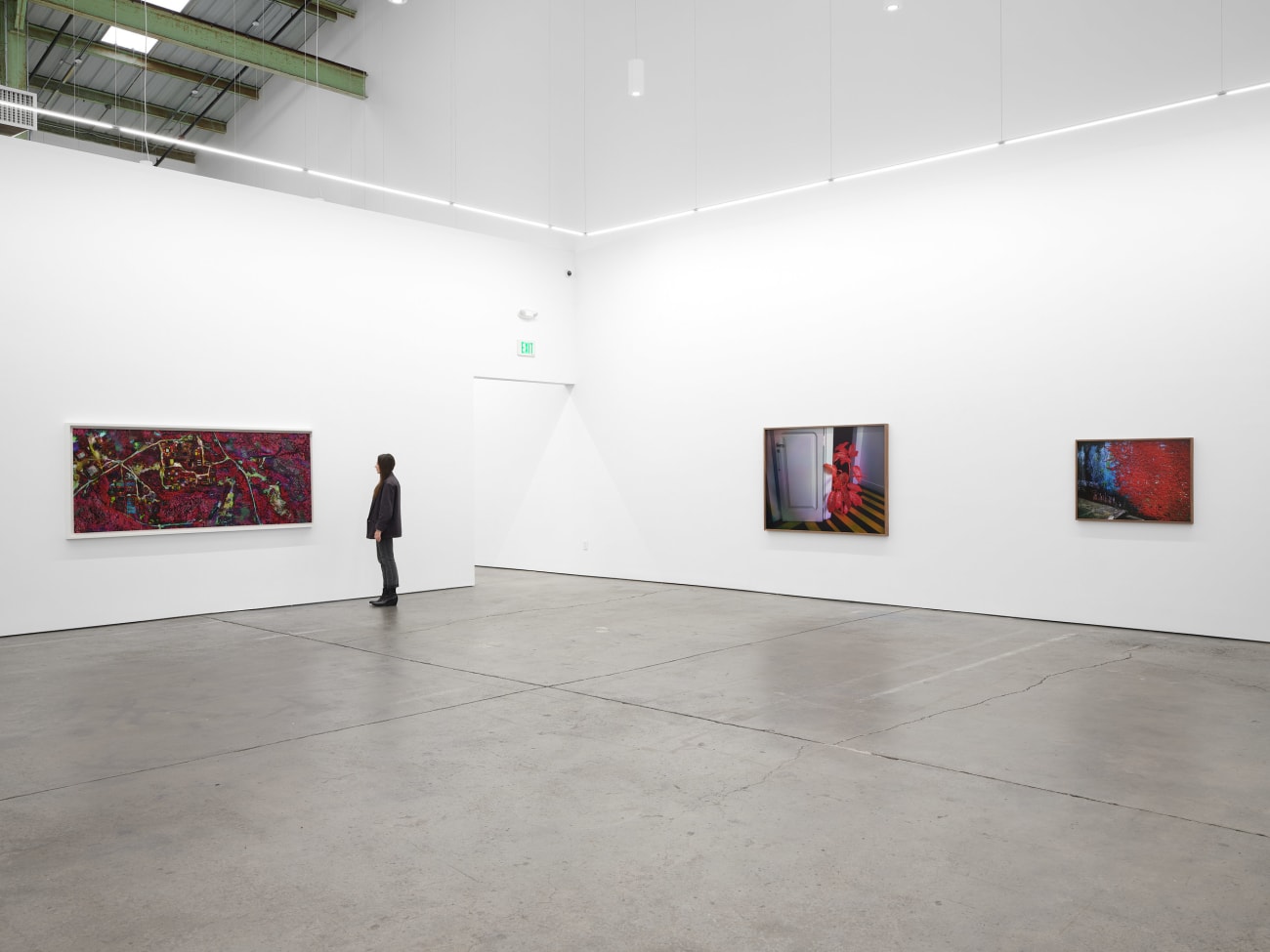 Richard Mosse, Plant in the home of Elaine Arruda, artist, Belem, Pará, 2023