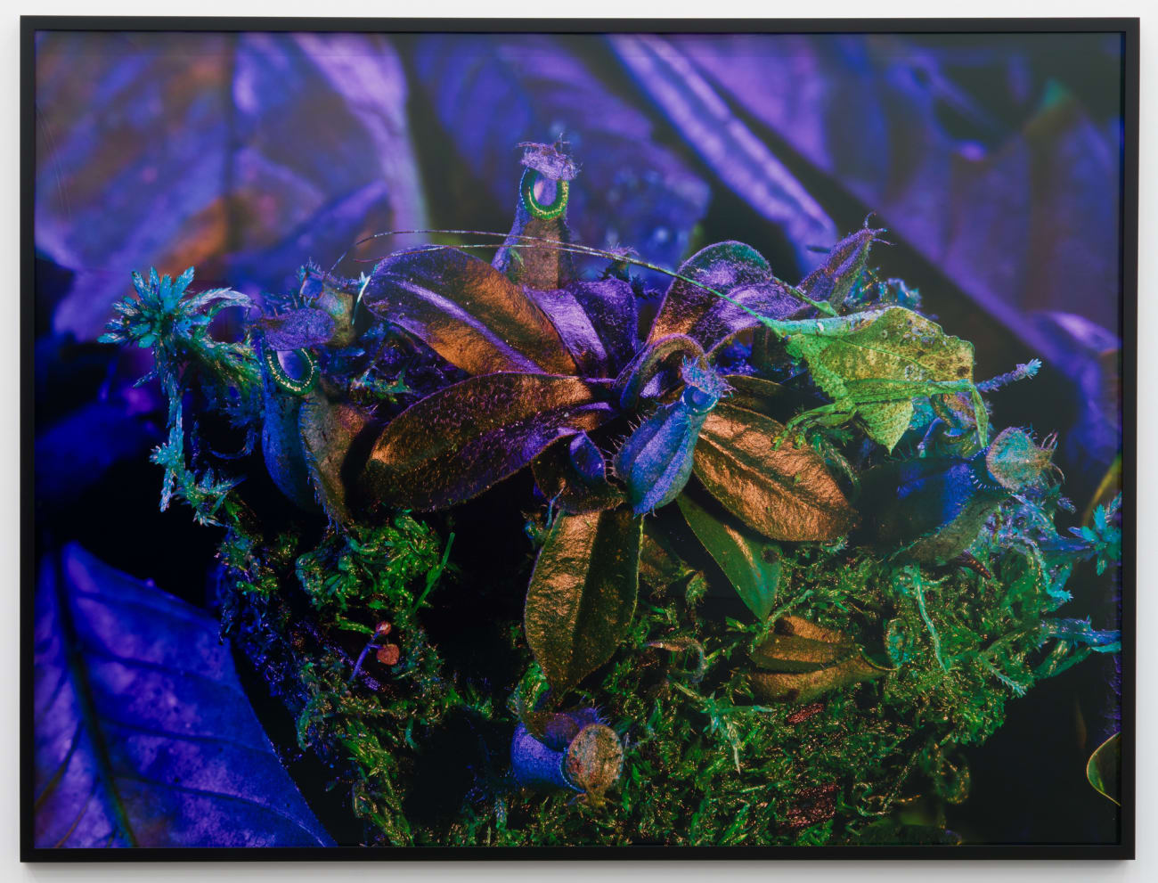 Richard Mosse, Katydid with Nepenthes, 2019