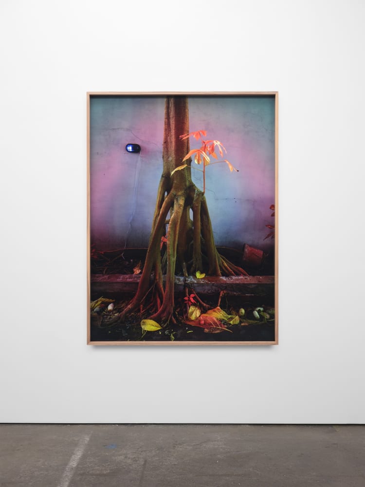 Richard Mosse, Tree in the Home of Elaine Arruda, Artist, Belem, Pará, 2023