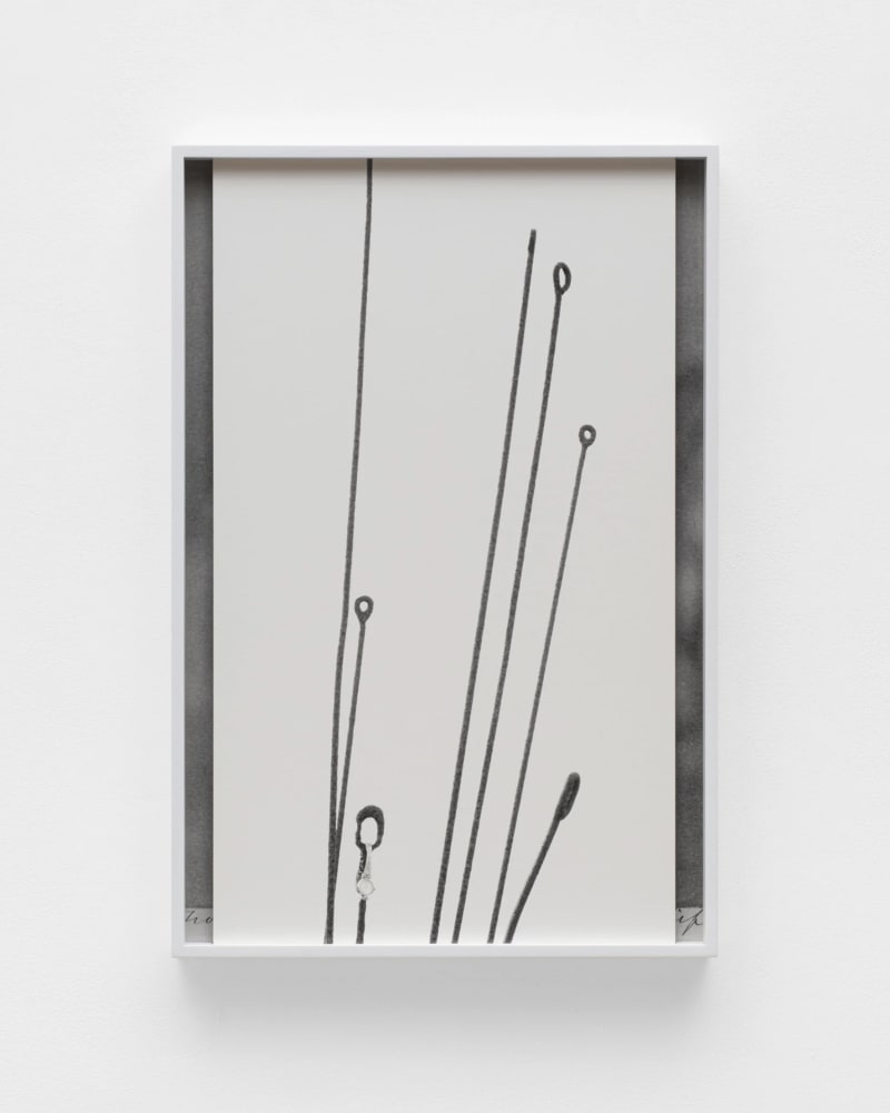 Sara VanDerBeek, The Garden, 2023