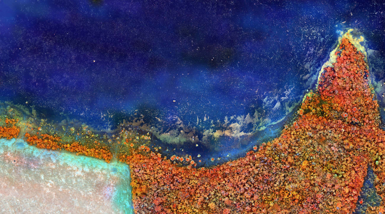 Richard Mosse, Submerged Forest, Rondônia, 2020