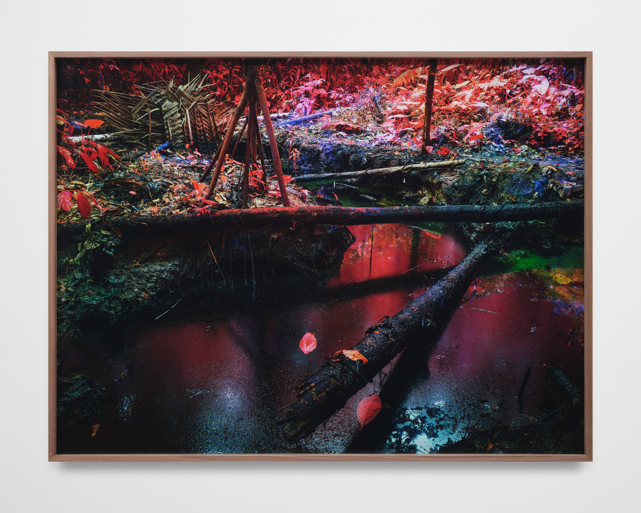 Richard Mosse, Oil Spill on Kichwa Territory I, Block 192, Rio Tigre, Loreto, 2023