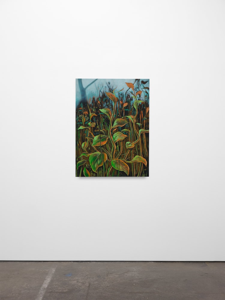 Didier William, Jumpseed, Smartweed, 2024