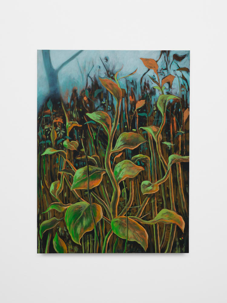 Didier William, Jumpseed, Smartweed, 2024