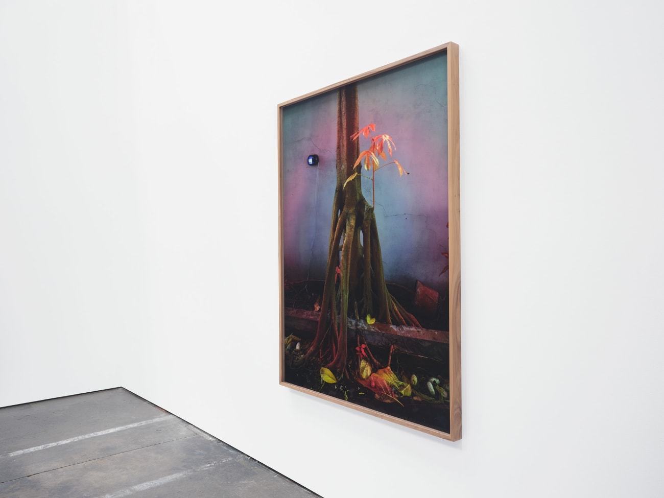 Richard Mosse, Tree in the Home of Elaine Arruda, Artist, Belem, Pará, 2023