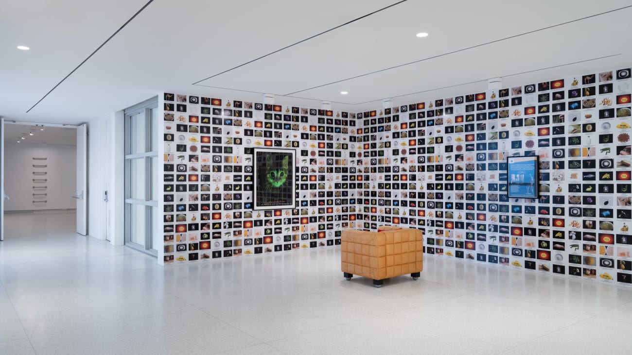 Lynn Hershman Leeson, The Infinity Engine: Glo Cat, 2013