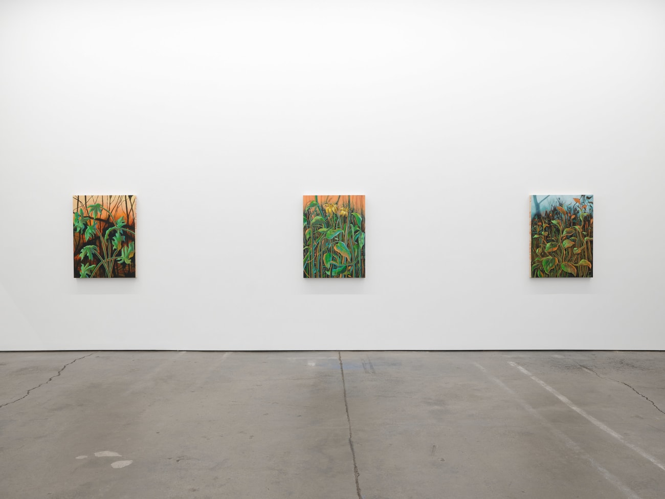 Didier William, Jumpseed, Smartweed, 2024