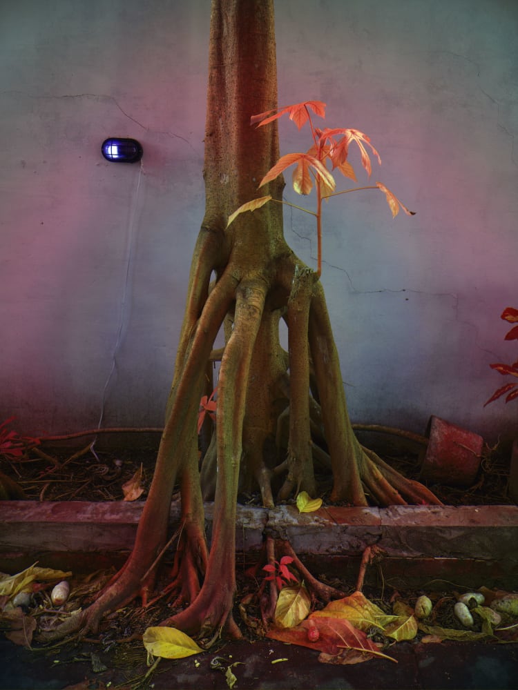 Richard Mosse, Tree in the Home of Elaine Arruda, Artist, Belem, Pará, 2023